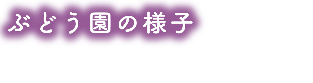 ぶどう園の様子